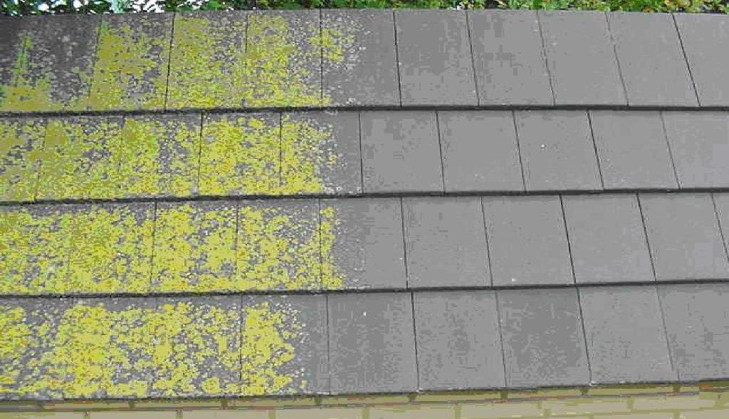 Moss and Algae Remover