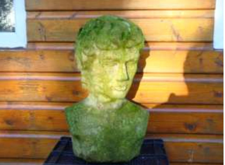 Moss and Algae Remover